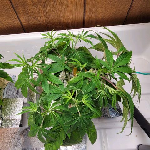 Dreamcrusher growlog photo: Training