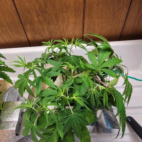 Dreamcrusher growlog photo: Training