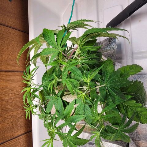Dreamcrusher growlog photo: Training
