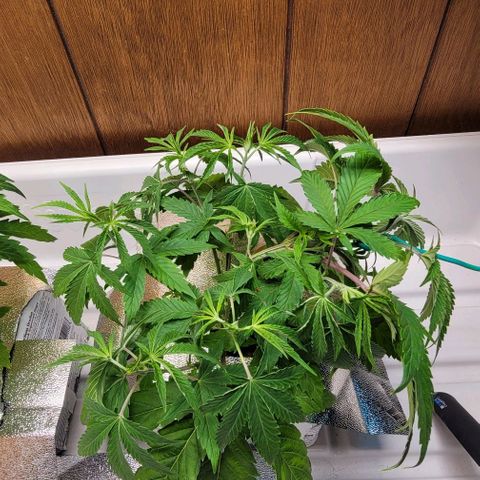 Dreamcrusher growlog photo: Training