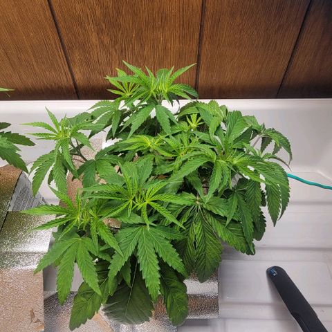 Dreamcrusher growlog photo: Morning after tie