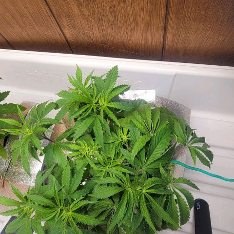 Dreamcrusher growlog photo: Morning after tie