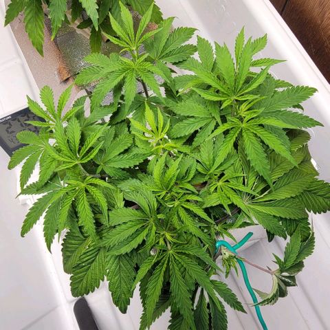 Dreamcrusher growlog timeline photo