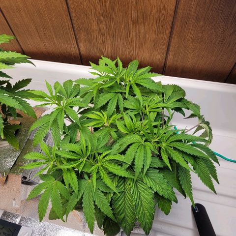 Dreamcrusher growlog timeline photo