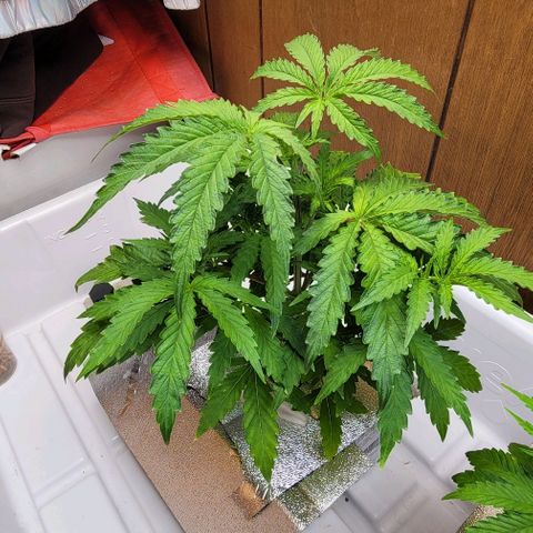 #3 growlog timeline photo