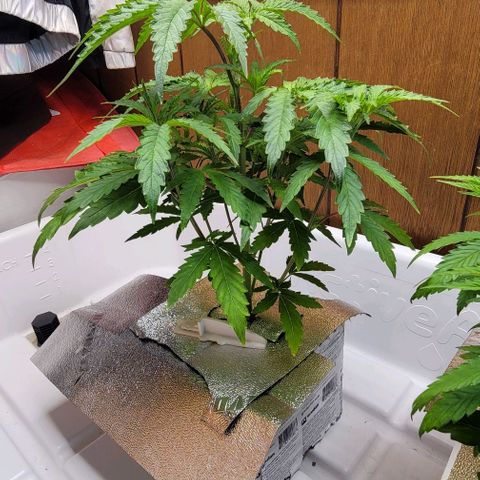 #3 growlog timeline photo