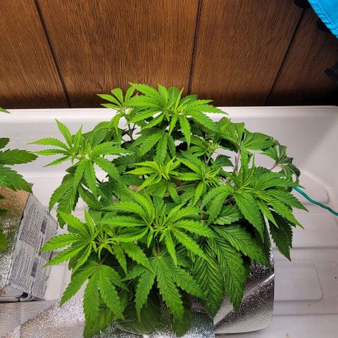 Dreamcrusher growlog timeline photo