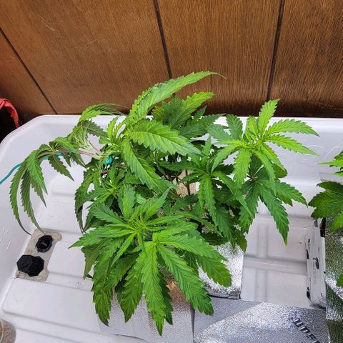#3 growlog timeline photo
