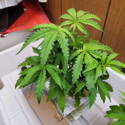 #3 growlog timeline photo