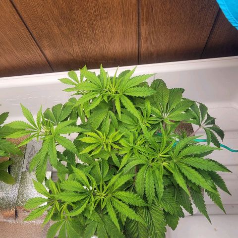Dreamcrusher growlog timeline photo