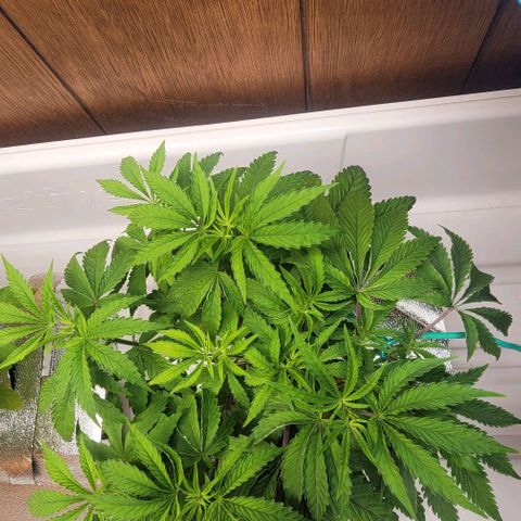 Dreamcrusher growlog timeline photo