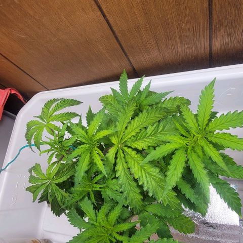 #3 growlog timeline photo