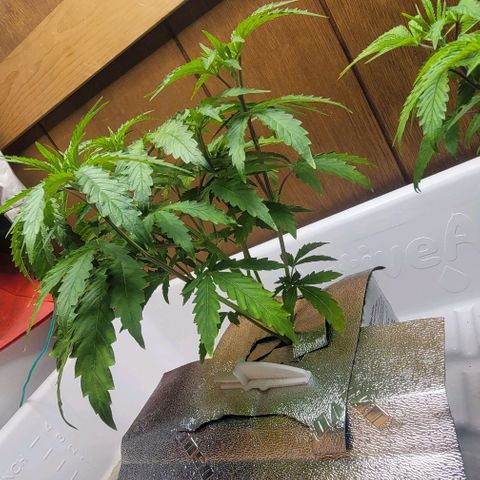 #3 growlog timeline photo