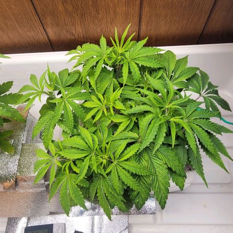 Dreamcrusher growlog timeline photo
