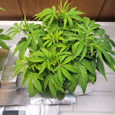 Dreamcrusher growlog timeline photo