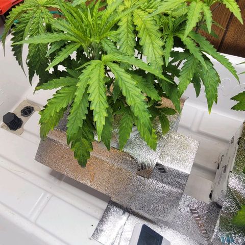 #3 growlog timeline photo