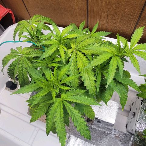 #3 growlog timeline photo