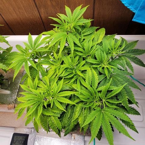 Dreamcrusher growlog timeline photo
