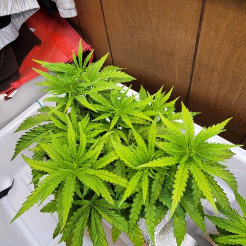 #3 growlog timeline photo