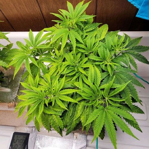 Dreamcrusher growlog timeline photo