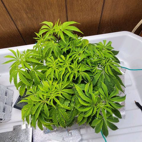 Dreamcrusher growlog timeline photo
