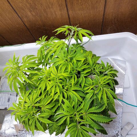 Dreamcrusher growlog photo:  Tie down