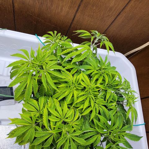 Dreamcrusher growlog photo:  Tie down