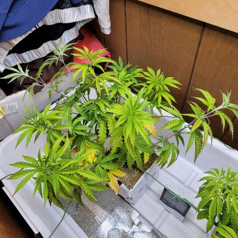 #3 growlog timeline photo