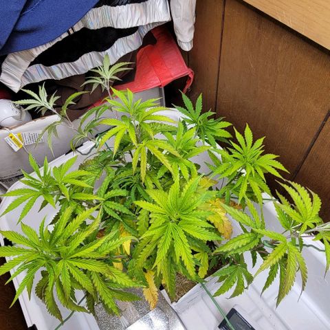 #3 growlog timeline photo