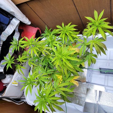 #3 growlog timeline photo