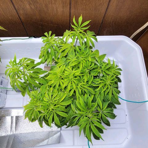 Dreamcrusher growlog timeline photo