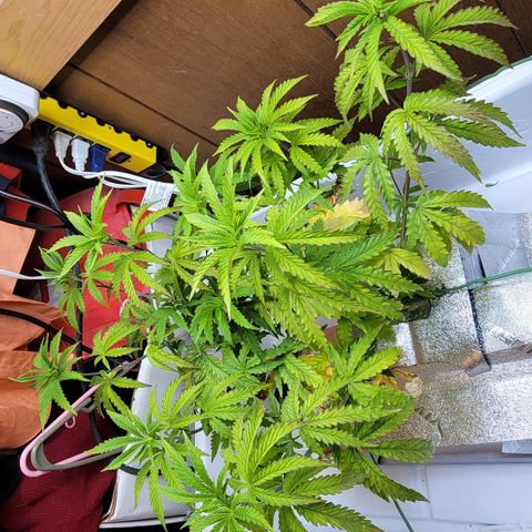 #3 growlog timeline photo