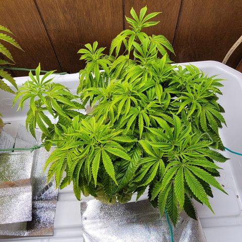 Dreamcrusher growlog timeline photo
