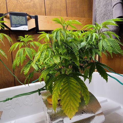 Dreamcrusher growlog timeline photo