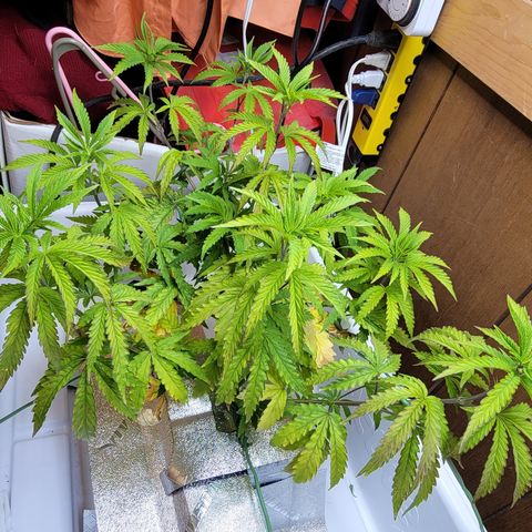 #3 growlog timeline photo