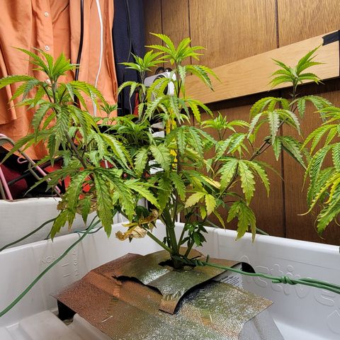 #3 growlog timeline photo
