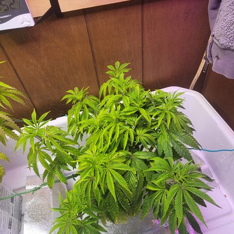 Dreamcrusher growlog timeline photo