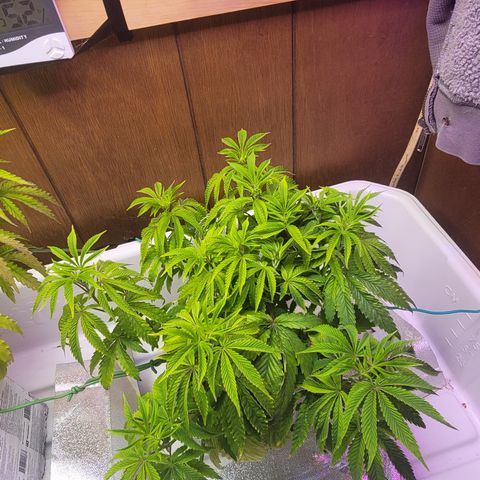 Dreamcrusher growlog timeline photo