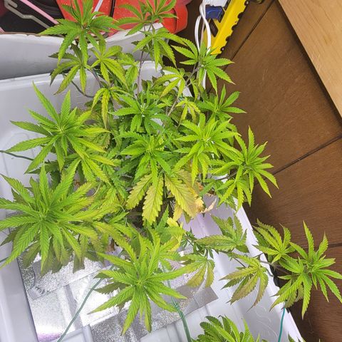 #3 growlog timeline photo