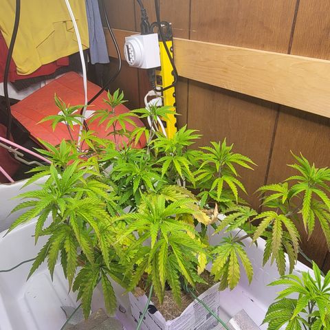 #3 growlog timeline photo