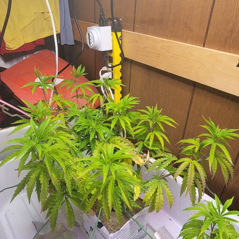 #3 growlog timeline photo
