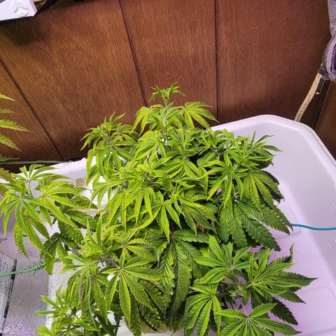 Dreamcrusher growlog timeline photo