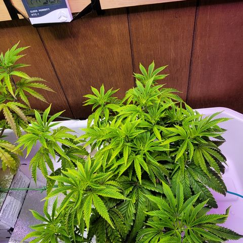 Dreamcrusher growlog timeline photo