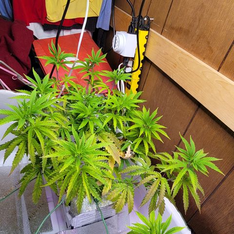 #3 growlog timeline photo