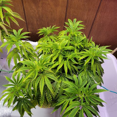 Dreamcrusher growlog timeline photo