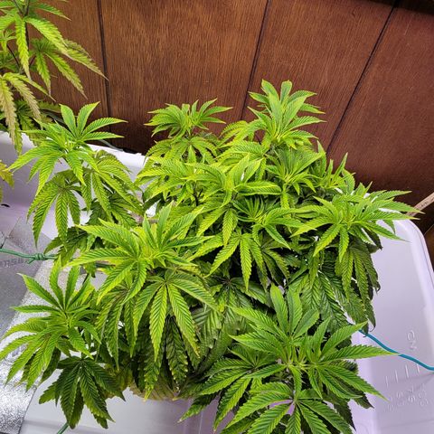 Dreamcrusher growlog timeline photo