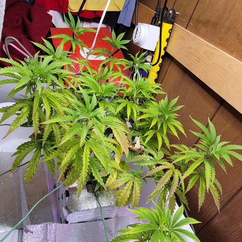 #3 growlog timeline photo