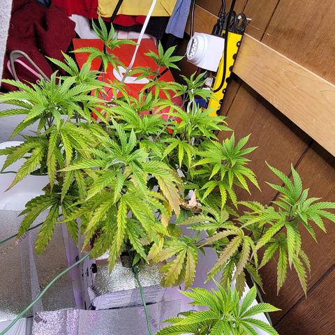 #3 growlog timeline photo