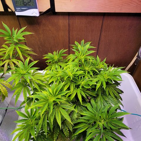 Dreamcrusher growlog timeline photo