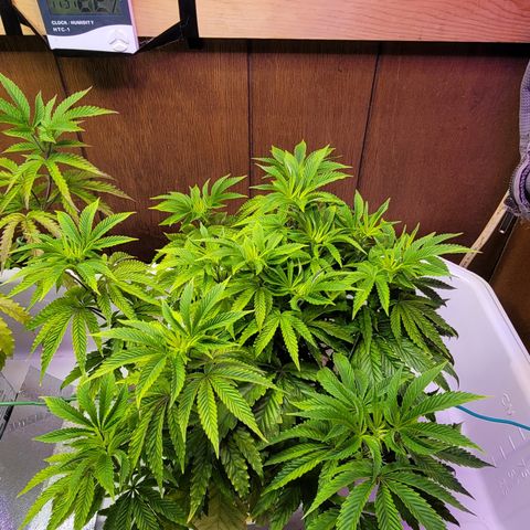 Dreamcrusher growlog timeline photo
